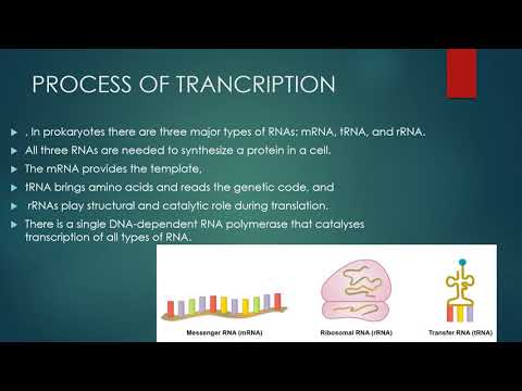 Video: Transkriptionskontroll I Den Prereplicativa Fasen Av T4-utvecklingen