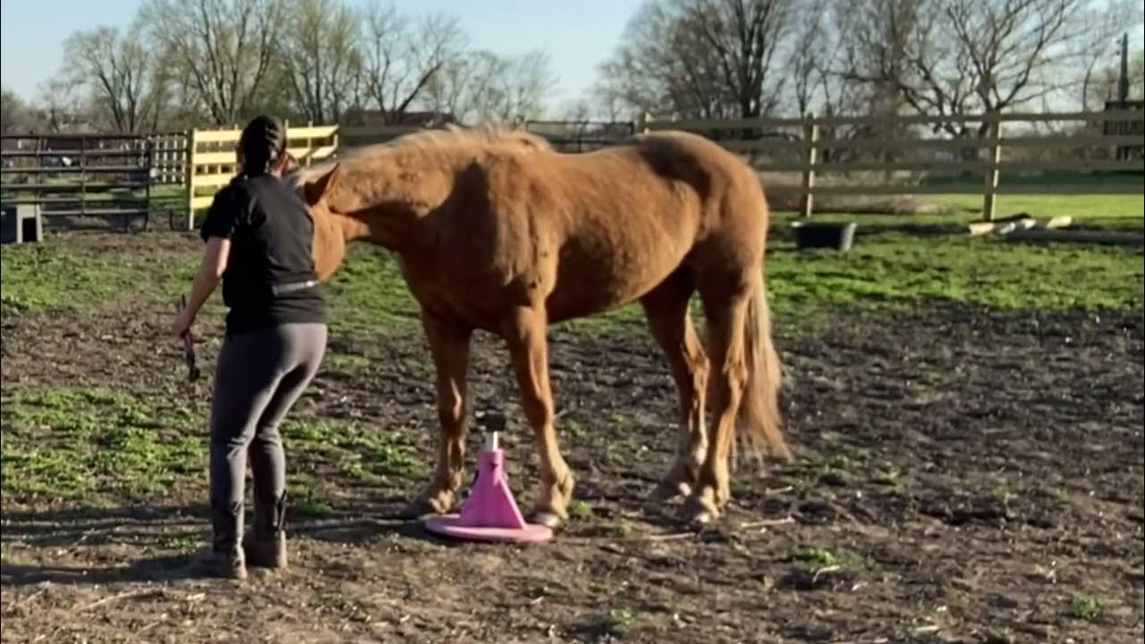 Selfpositioning on the hoof jack YouTube