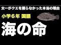 小学6年国語「海の命」太一がクエを獲らなかった本当の理由