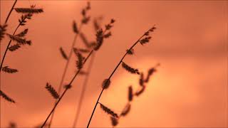 (bakground video) lembayung senja,,, screenshot 5