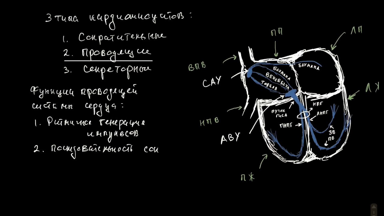 Проводящая система сердца