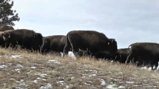 An Inside Look At The Oglala Sioux Tribe Buffalo Herd And The Industry