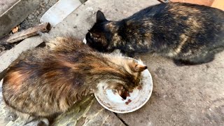 Feeding the street cat family