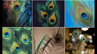 Beautiful wallpapers of peacock feathers#HAvirgo screenshot 2