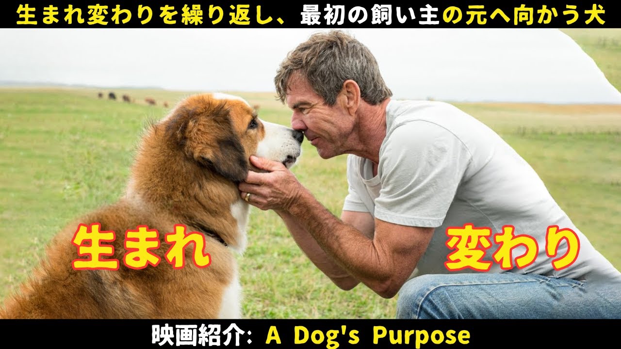 【映画紹介】生まれ変わりを繰り返し、最初の飼い主の元へ向かう犬の物語！