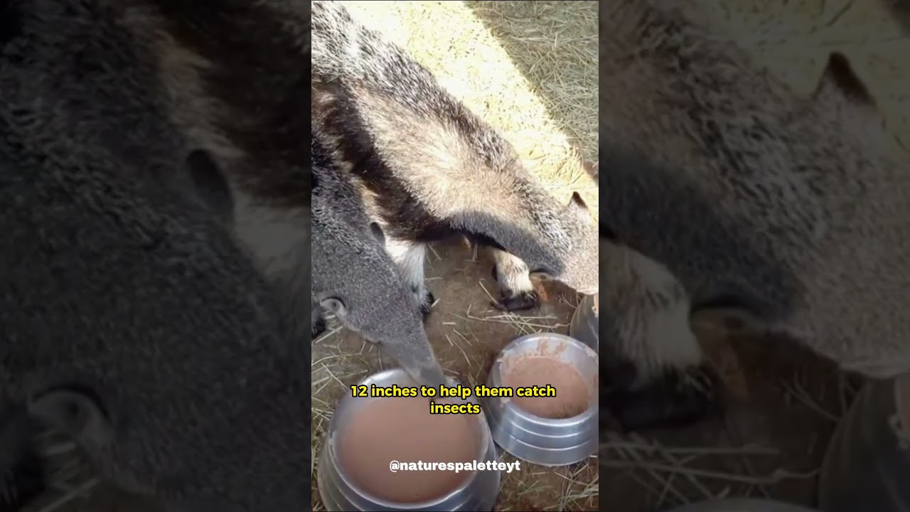 The Aardvark's Elongated Tongue 