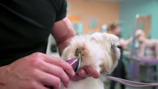 Wahl Bravura Clipper - YouTube