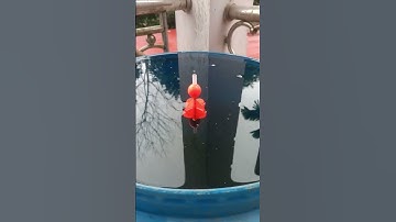 cách cân phao bềnh 26 với lục 9 bềnh 0976904822