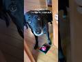 仕事部屋の前にベルを置いたら犬が完全に使いこなし始めた。 # 保護犬 #dog