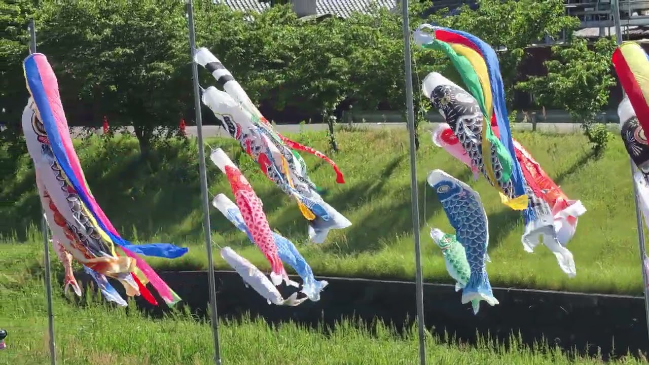 柳津 境川緑地公園 鯉のぼり (2026/5/5) - YouTube