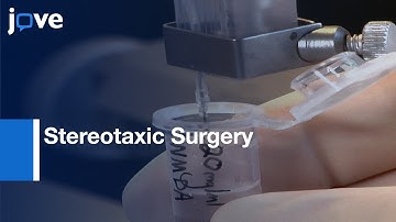 Stereotaxic Surgery For Excitotoxic Lesion Of Specific Brain Areas In Adult Rat l Protocol Preview