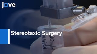 Stereotaxic Surgery For Excitotoxic Lesion Of Specific Brain Areas In Adult Rat l Protocol Preview