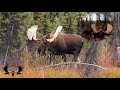 Macmillan Monster, Yukon moose Hunt 2