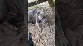 Meet Bella A Mixed Breed Large Over 44 Lbs Fully Grown Currently Available For Adoption 923202