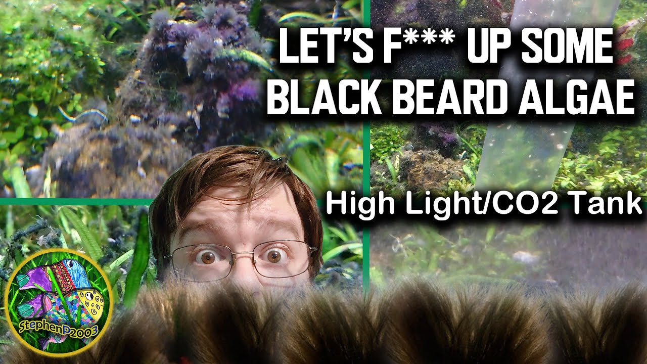 FIX THIS TANK! Fighting Black Beard Algae in a high light CO2injected