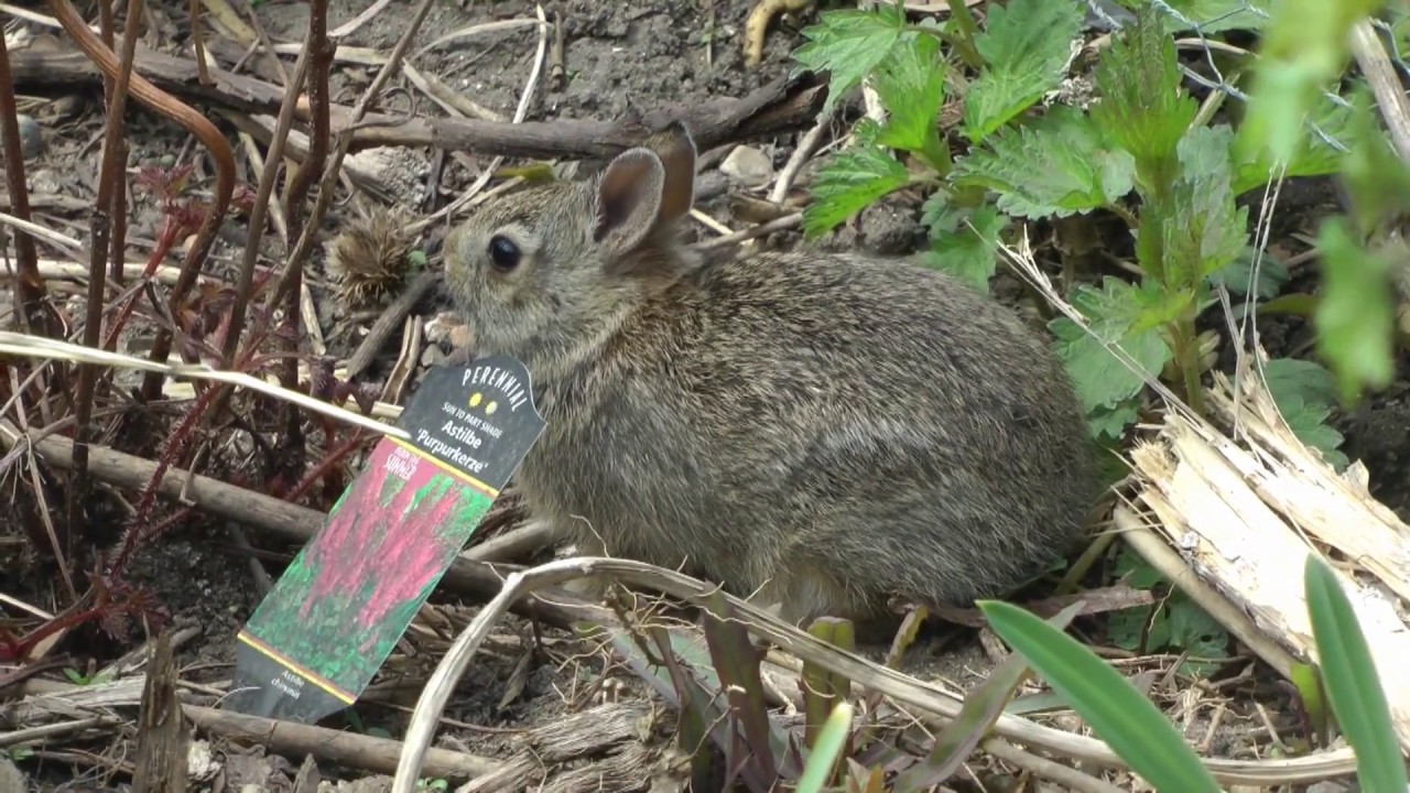 More garden clips ramp propagation included YouTube