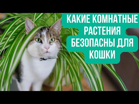 Какие комнатные растения безопасны для кошки