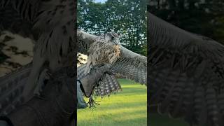 Caught On Camerafalcon Steals The Bait During Training