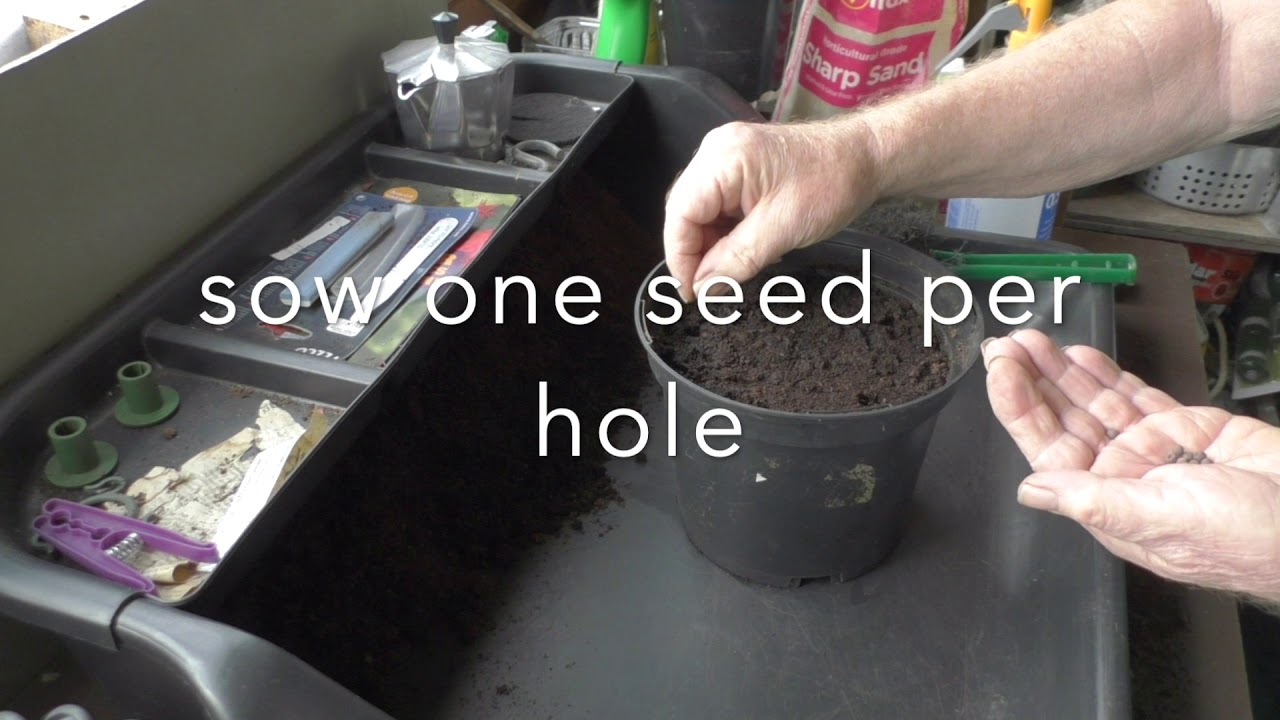 Sweet Peas Autumn Sowing Part 1 YouTube
