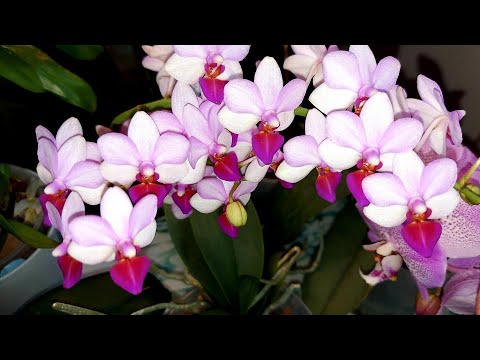 Video: Phalaenopsis Namuose: Ar Reikia Pašalinti Kojelę
