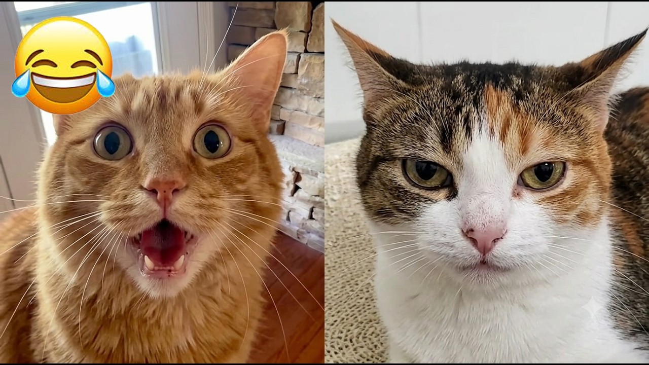This Cat Did WHAT?! You Won't Believe It! - YouTube
