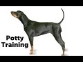 How To Potty Train A Black and Tan Coonhound Puppy - House Training Black and Tan Coonhound Puppies