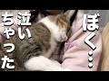 ママがトイレに行くだけで泣き叫ぶ超甘えん坊猫