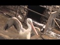 Свадебный поцелуй пеликана