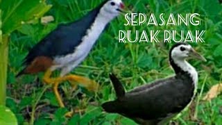 Sepasang ruak ruak suaranya yg sangat unik
