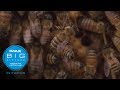 IMAX In Focus: Bee Conscious Documentary (full)