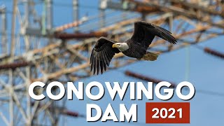 Conowingo Dam Bald Eagles 2021