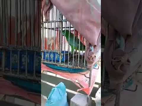 Burung kring² bukit sulawesi bisa bicara.