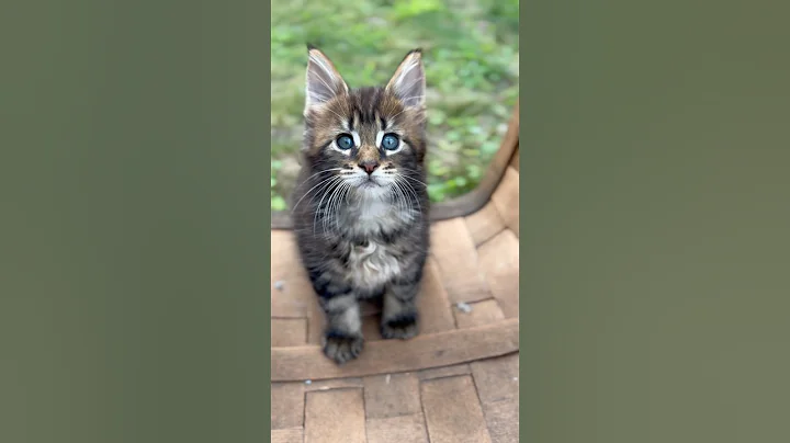 Watch the video about Introducing Theodore, like & follow for more. We are also on TikTok and Instagram. ￼#MaineCoon #cute