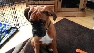 Boxer puppy by jonhuntefc 2,803 views 11 years ago 26 seconds