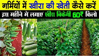 Garmiyon Me Khira Ki Kheti गरमय म खर क खत अपरल मई म खर क खत 2025 खर क खत