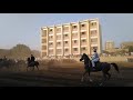 Horse Festival In Egypt 