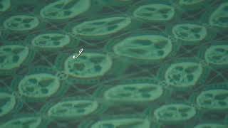 Download Lagu Lilith - Lyrics MP3