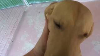 Zypernhund Jowatt