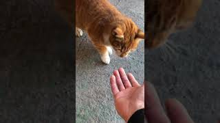 頭をスリスリしてくる子猫！ねこ　ネコ　猫　野良猫　IMG 8300