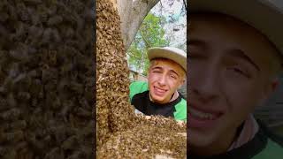 Was geht bitte mit den Bienen ab - Beste Lebewesen