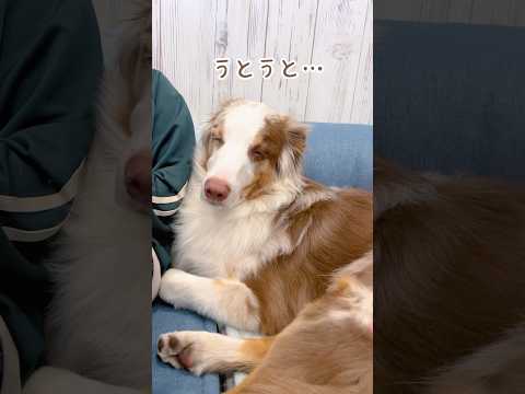お尻を撫でられると赤ちゃんみたいにコテンと寝ちゃう犬が可愛い🥺【オーストラリアンシェパード】#shorts