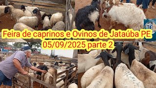 Feira De Caprinos E Ovinos De Jataúba Pe 05092025 Parte 2