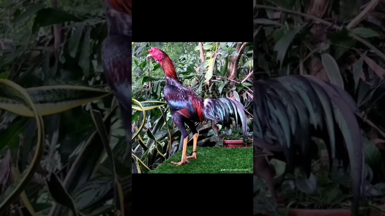 Quien tiene el mejor gallo