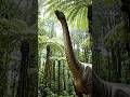 short video jungle #nature