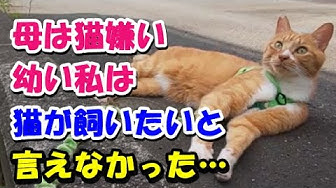 猫のほのぼの話 Youtube