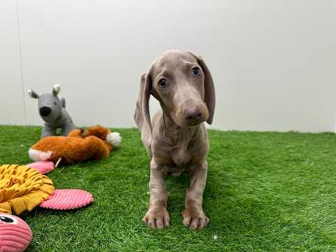 Video Dachshund