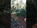 extrime|| jalanan hutan #shorts