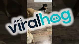 Guilty Dogs Are Completely Innocent || ViralHog