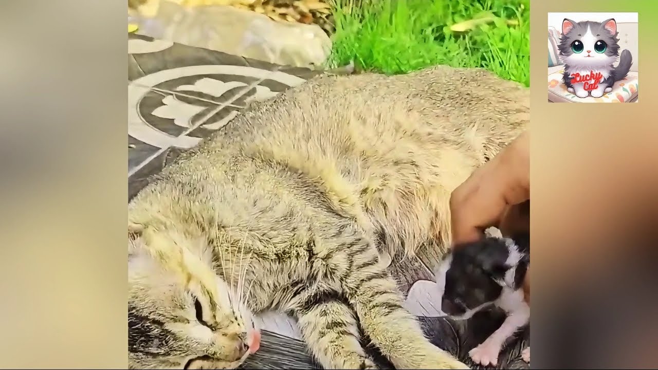 Mother Cat and Her Kittens: Lost in Despair. - YouTube