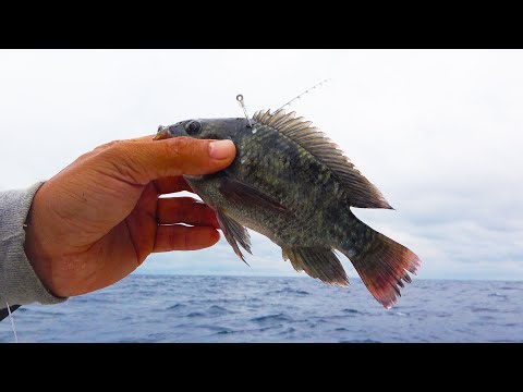 生命力最強の淡水魚を海で泳がせてみた【外来種ティラピア】